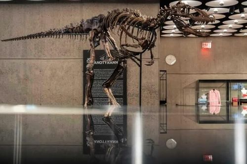 Hóa thạch khủng long Nanotyrannus được bán với giá 47,3 triệu USD