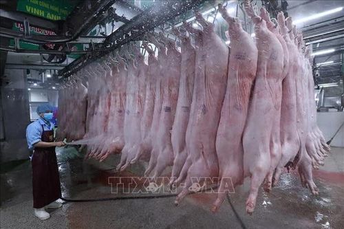 Philippines khởi xướng điều tra tự vệ đối với thịt lợn nhập khẩu