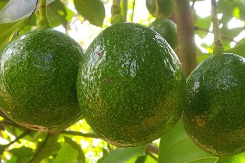 Muốn chăm sóc não bộ, đừng bỏ qua 3 loại quả này