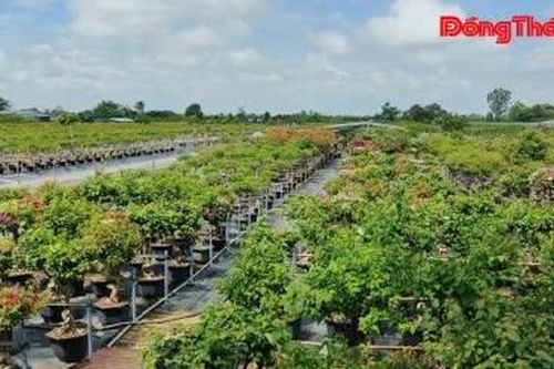 Tân Dương sẵn sàng hoa kiểng phục vụ Tết Nguyên đán