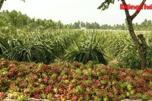 Dấu ấn phong trào nông dân sản xuất kinh doanh giỏi Đồng Sơn