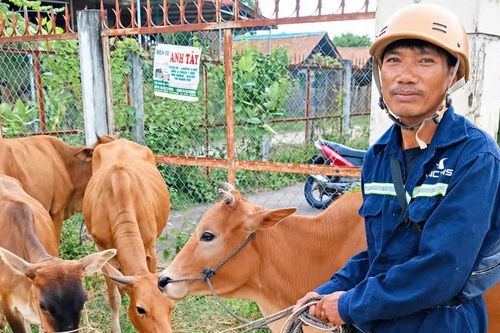 Xã Uar hỗ trợ 27 con bò sinh sản cho hộ nghèo, cận nghèo