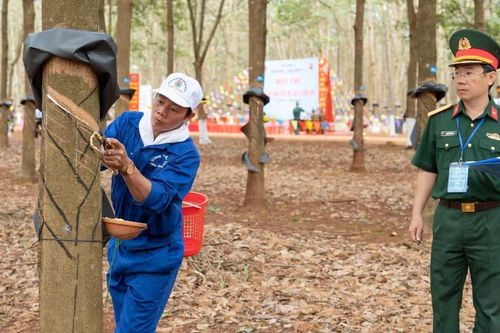 Đoàn Kinh tế - Quốc phòng 717 tổ chức hội thi thợ giỏi khai thác mủ cao su năm 2026
