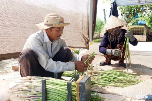 Xã Phước Hậu: Đẩy mạnh liên kết sản xuất, nâng cao giá trị nông sản
