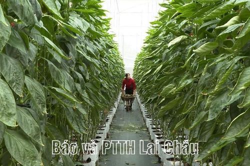 Người nông dân làm quen với dữ liệu