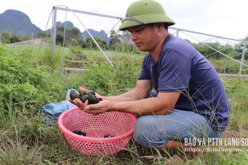 Nhân rộng mô hình nuôi ốc nhồi