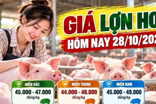 Giá lợn hơi hôm nay 28/10: Cả nước dao động 44.000 - 49.000 đồng/kg
