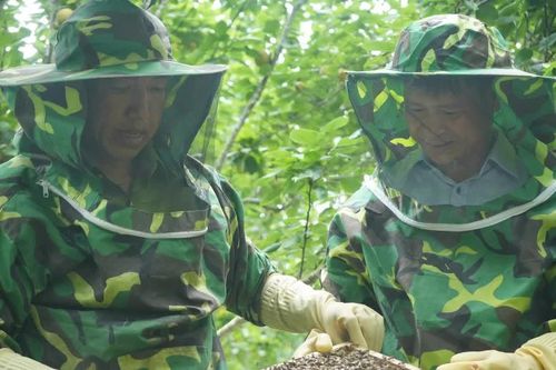 Giữ đàn ong, giữ nguồn sinh kế