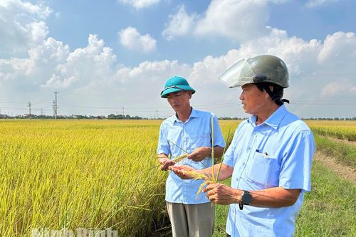 Ninh Bình đẩy mạnh canh tác lúa giảm phát thải
