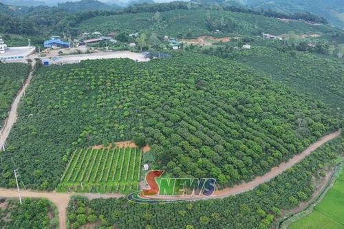 Số hóa vùng trồng cà phê, minh bạch nguồn gốc sản phẩm