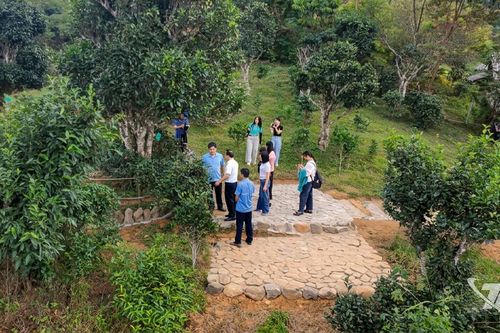 Lan tỏa hương trà, kết nối tinh hoa văn hóa