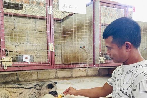 Nghệ An: Thu nhập hàng tỷ đồng mỗi năm nhờ việc nuôi chồn hương