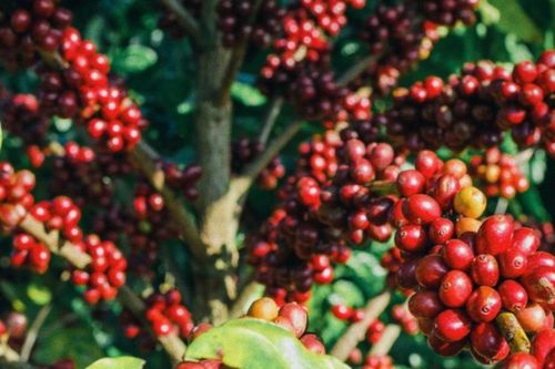 Sức ép điều chỉnh bao phủ thị trường cà phê: Giá nội địa lùi dần về mốc 88.000 đồng/kg