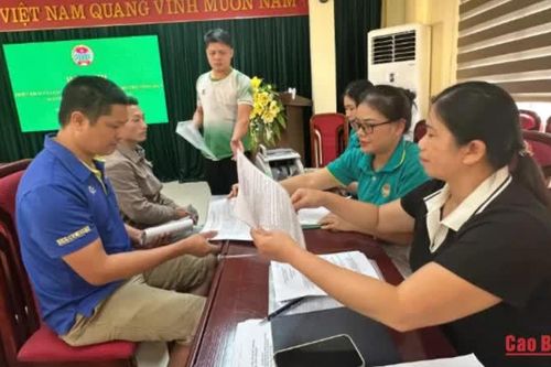 Giải ngân 700 triệu đồng cho 14 hộ phát triển chăn nuôi trâu sinh sản tại xã Thông Nông