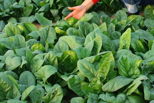 Việt Nam có loại rau được CDC Mỹ đánh giá cao, trồng hơn 1 tháng đã thu hoạch, giá tới 60.000 đồng/kg