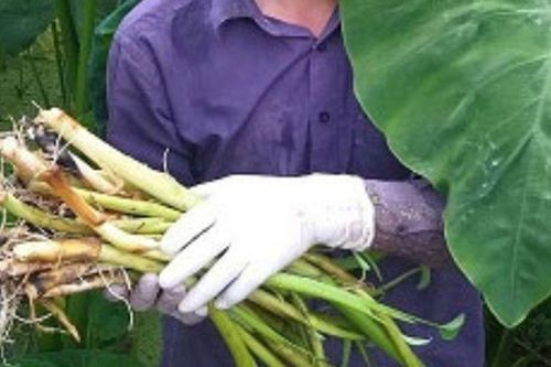 Xưa chỉ cần ra bờ ao là hái được, nay loại rau này thành đặc sản 80.000 đồng/kg, người thành phố ưa chuộng