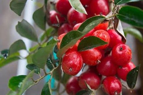 Loại quả xanh chua giòn, chín đỏ mọng, xưa hái ăn không mất tiền, nay bán tới 70.000 đồng/kg, chấm cùng gia vị này càng hấp dẫn