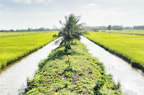 Sản xuất lúa phát thải thấp gắn với tăng trưởng xanh ở miền Tây