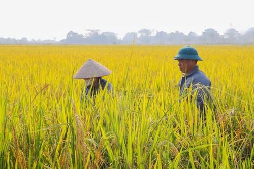 Xã Kiều Phú đưa công nghệ xuống đồng ruộng