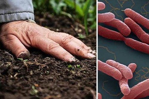 Bệnh Whitmore dễ bị bỏ sót do triệu chứng không điển hình