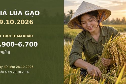 Giá lúa gạo hôm nay 29.10.2026: DS1 dẫn nhóm lúa tươi
