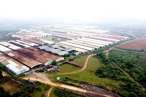 Công ty Năng lượng và Mỏ VN trúng đấu giá Dự án bò Bình Hà