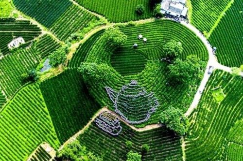 Chương trình tham quan, trải nghiệm văn hóa trà dành cho Đoàn ngoại giao nhân dịp Festival Trà Quốc tế - Thái Nguyên năm 2026