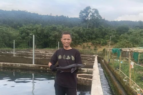 Gia Lai: Nuôi cá tầm ở vùng núi sâu, nông dân thu tiền tỷ mỗi năm
