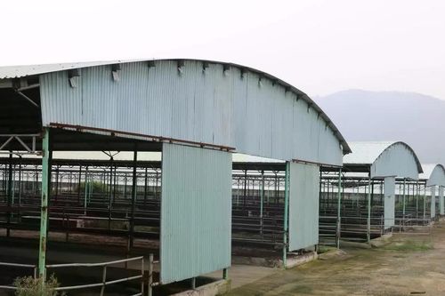 Đấu giá, thu hồi nợ 'siêu dự án' chăn nuôi bò ở Hà Tĩnh