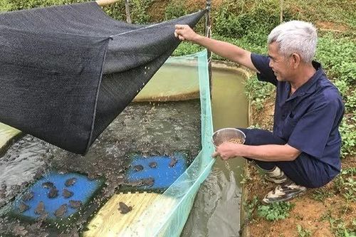 Vực dậy quê nghèo nhờ những quyết định dám vay vốn ưu đãi để làm ăn