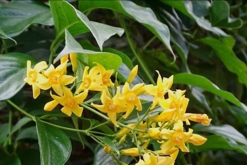 Vụ nhóm học sinh ăn lá ngón, một em tử vong: Hé lộ nguyên nhân ban đầu