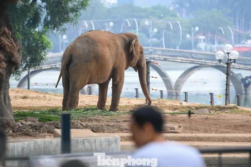 Hiện trạng Công viên Thủ Lệ sau nửa thế kỷ phục vụ người dân và du khách