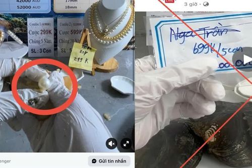 Mồi nhử tiền tỷ sau những phiên livestream khui ngọc trai