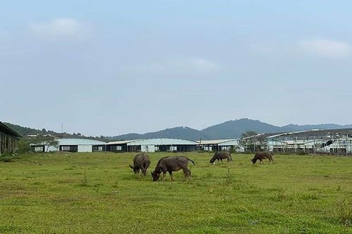 Dự án nuôi bò nghìn tỷ liên quan vụ án Trần Bắc Hà bán về tay chủ mới giá hơn 286 tỷ