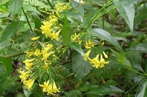 Tình trạng sức khỏe 4 học sinh ăn nhầm lá ngón
