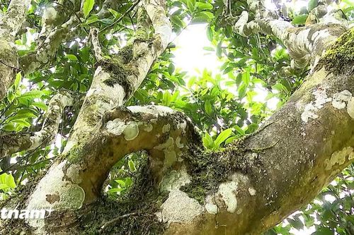 Chè Shan tuyết cổ thụ Xà Phìn khẳng định giá trị, mở rộng đầu ra