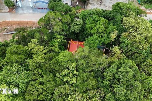 Huế: Làng cổ bên dòng Ô Lâu gìn giữ rừng lộc vừng trăm tuổi