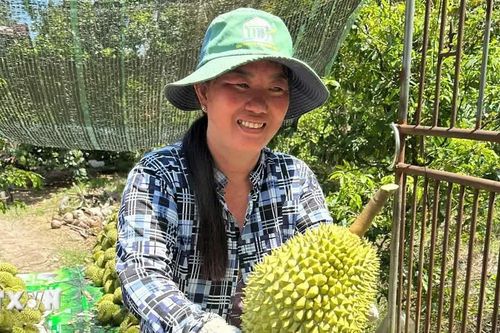 Đồng Tháp: Sầu riêng nghịch vụ được giá, nông dân vẫn lo đầu ra