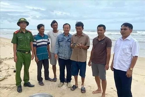 Quảng Trị cứu hộ, thả đồi mồi quý hiếm về môi trường tự nhiên