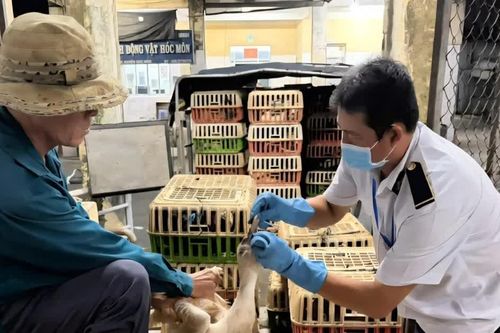 Phát hiện hơn 500 con gia cầm không có giấy kiểm dịch