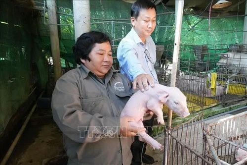 Trở thành tỷ phú nhờ chăn nuôi lợn theo hướng khép kín