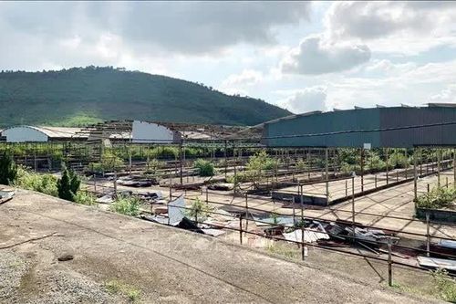 Hơn 286 tỷ đồng thu về từ đấu giá tài sản Dự án chăn nuôi bò Bình Hà