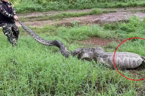 Người dân ghi lại cảnh tượng 'nổi da gà' ngoài vườn