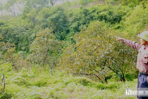 'Thủ phủ' hồng ở Nghệ An: Cây trơ trụi không một bóng quả, chủ vườn xót xa