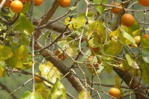 Loài cây có hạt chứa chất độc cực mạnh, Hà Nội đưa vào danh mục cấm trồng