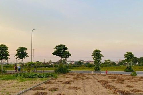 Mời đơn vị tư vấn báo giá định giá 3 thửa đất tại Đặc khu Côn Đảo