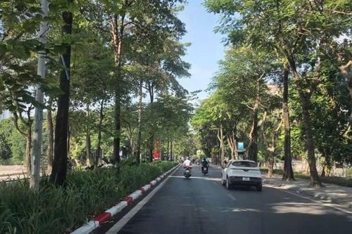Truy tố 47 bị can gian lận, thông thầu liên quan đến các dự án cây xanh