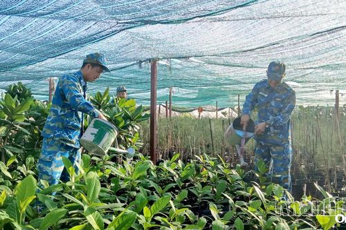 Vun đắp màu xanh cho Trường Sa