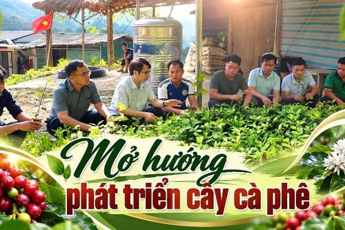 Mở hướng phát triển cây cà phê