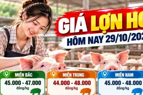 Giá lợn hơi ngày 29/10: Lai Châu cao nhất miền Bắc với 47.000 đồng/kg